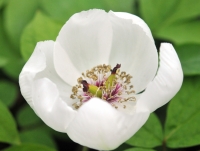 Creamy white flowers and typical Paonia foliage.